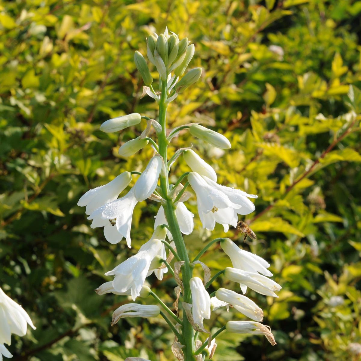 Galtonia candicans - Summer special bulbs - Fluwel