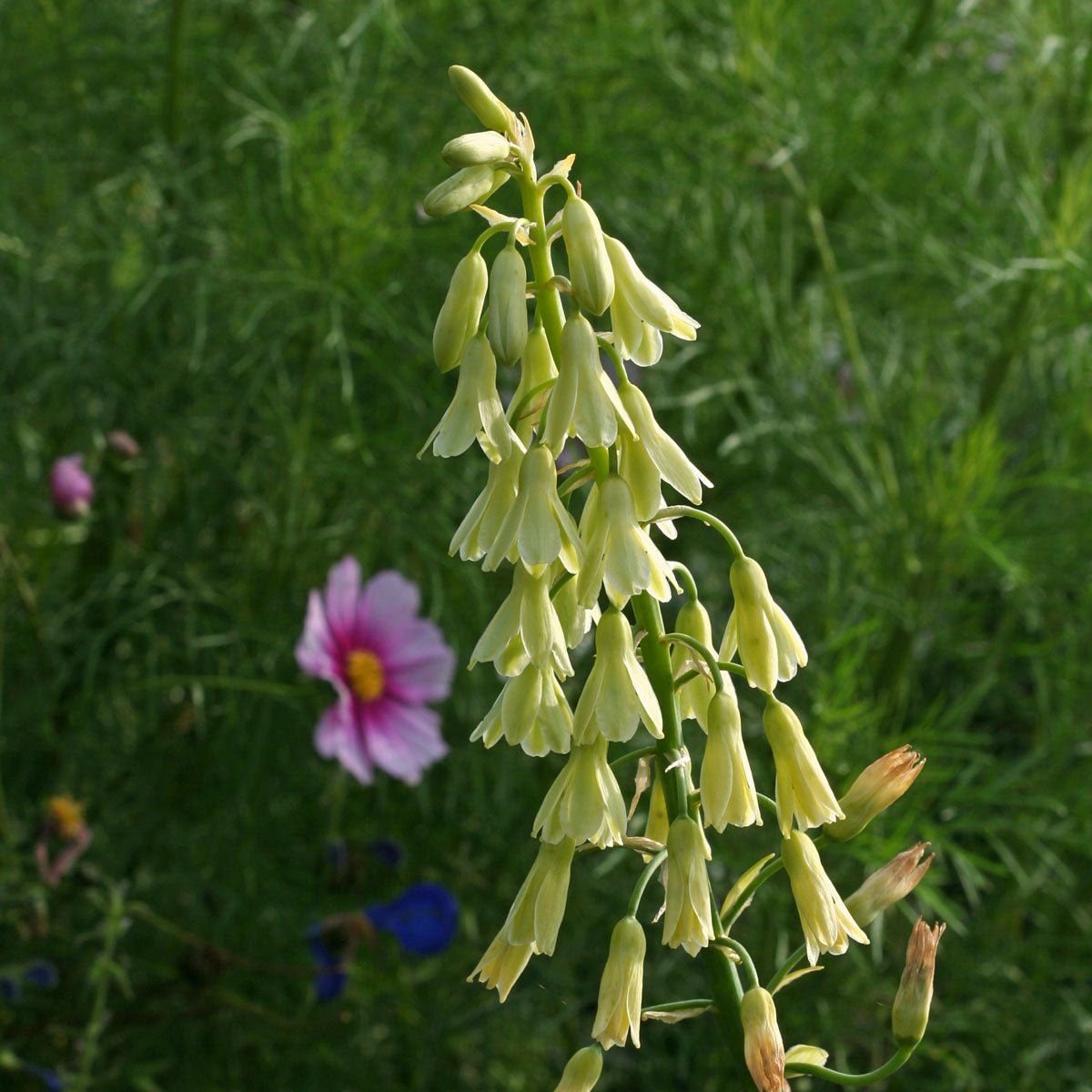 Galtonia viridiflora - groene galtonia - Fluwel
