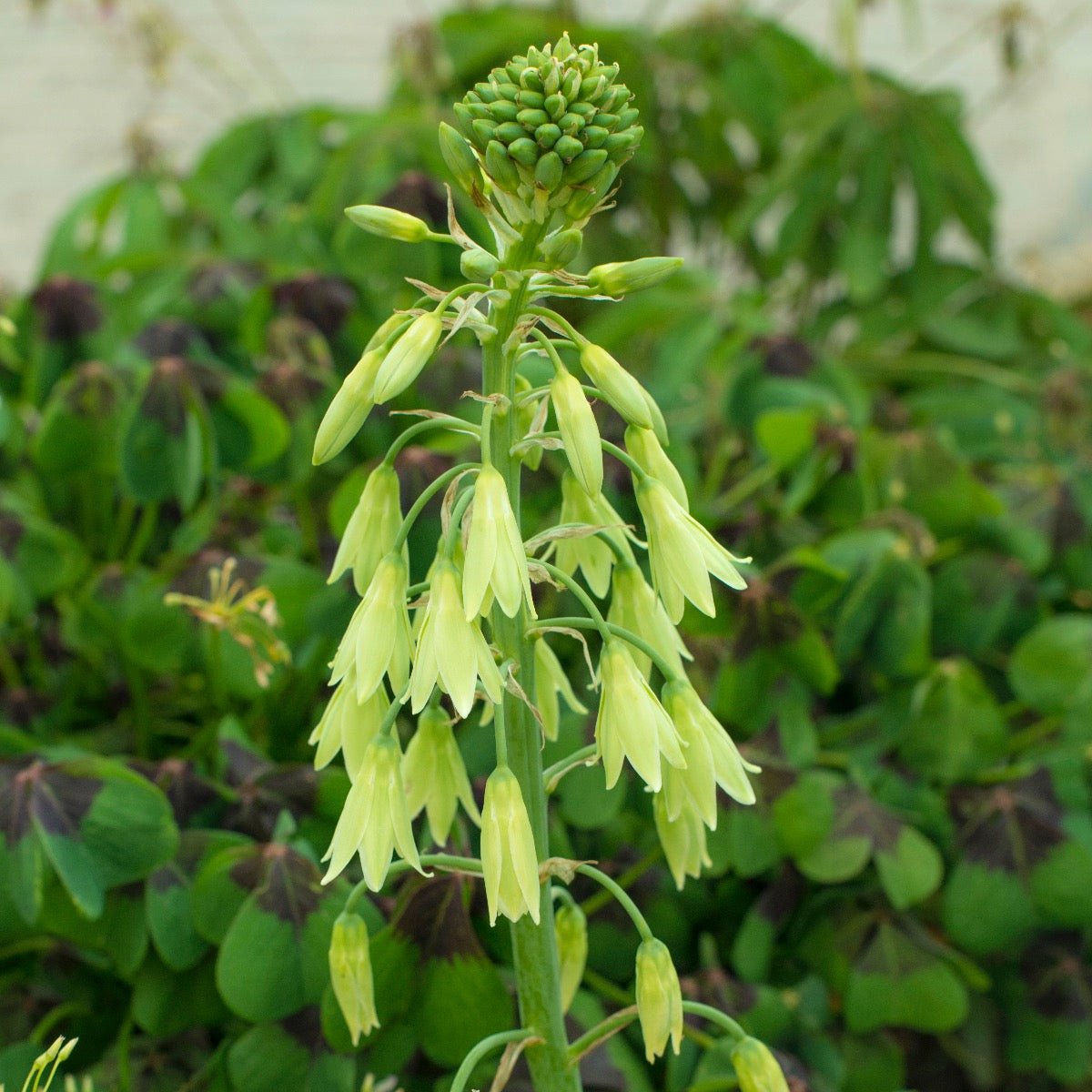 Galtonia viridiflora - Summer special bulbs - Fluwel