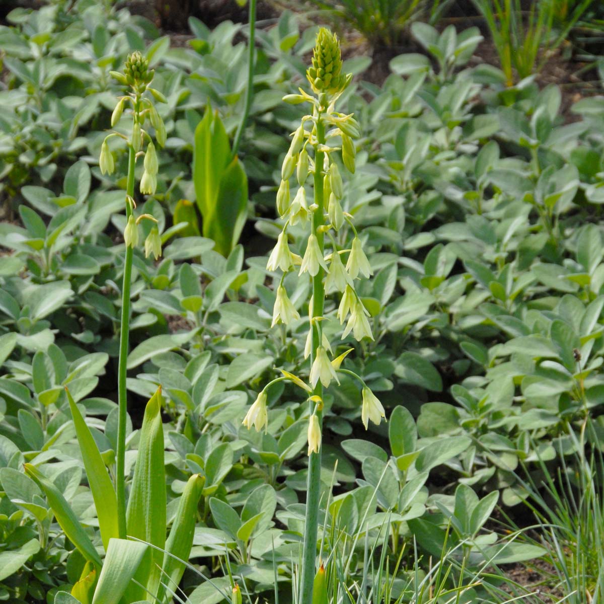 Galtonia viridiflora - groene galtonia - Fluwel