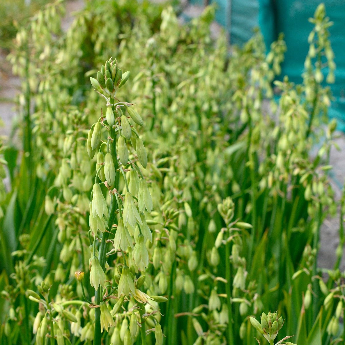 Galtonia viridiflora - groene galtonia - Fluwel