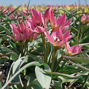 Garden of Clusius - Tulips - Fluwel