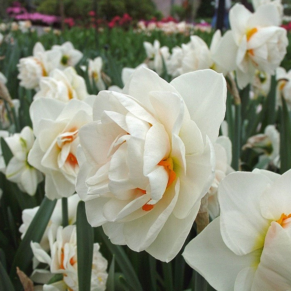 Gay Kybo - meerkleurige narcis - Fluwel