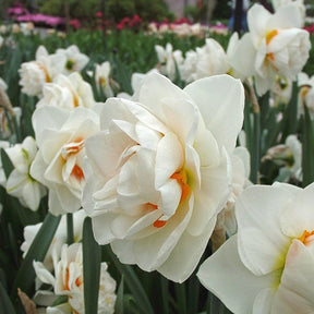 Gay Kybo - Special Narcissus - Fluwel