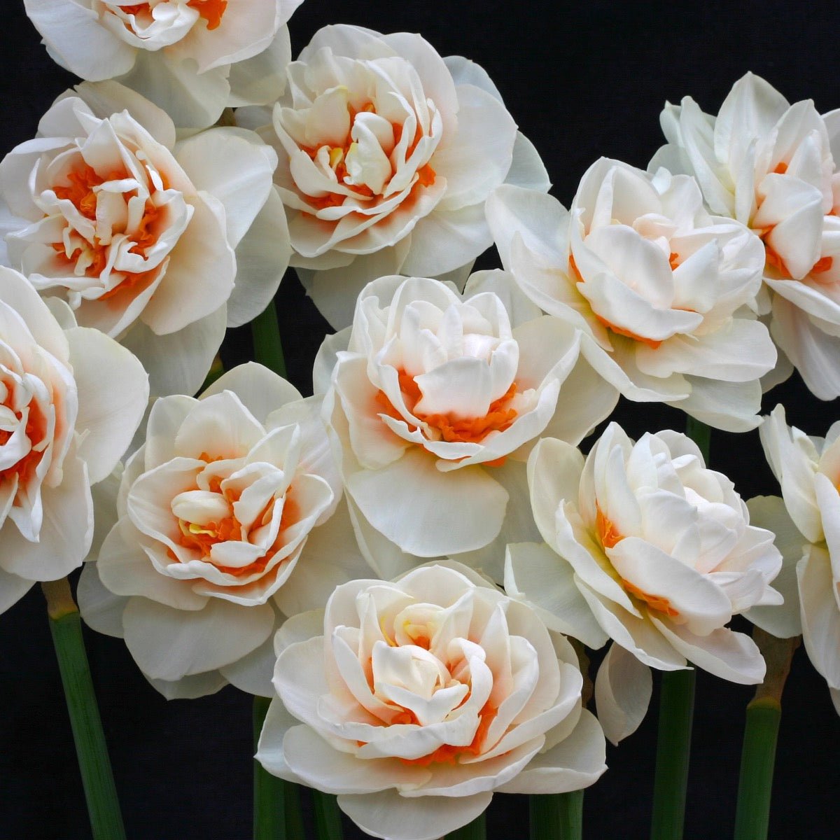 Gay Kybo - meerkleurige narcis - Fluwel