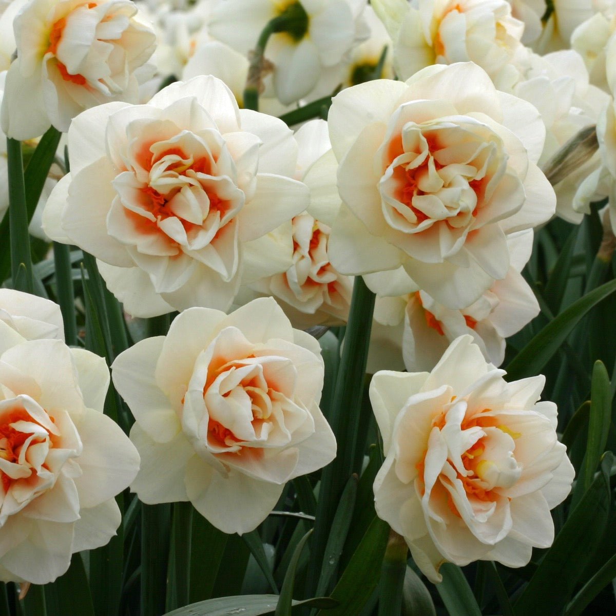Gay Kybo - meerkleurige narcis - Fluwel