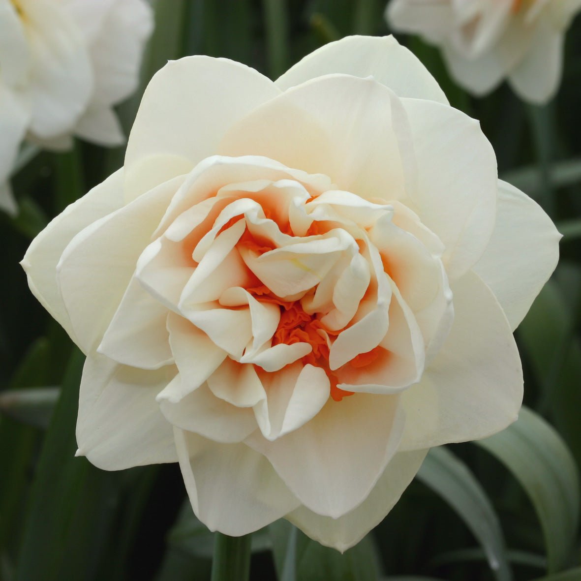Gay Kybo - meerkleurige narcis - Fluwel