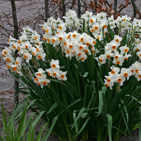 Geranium - Narcissus - Fluwel