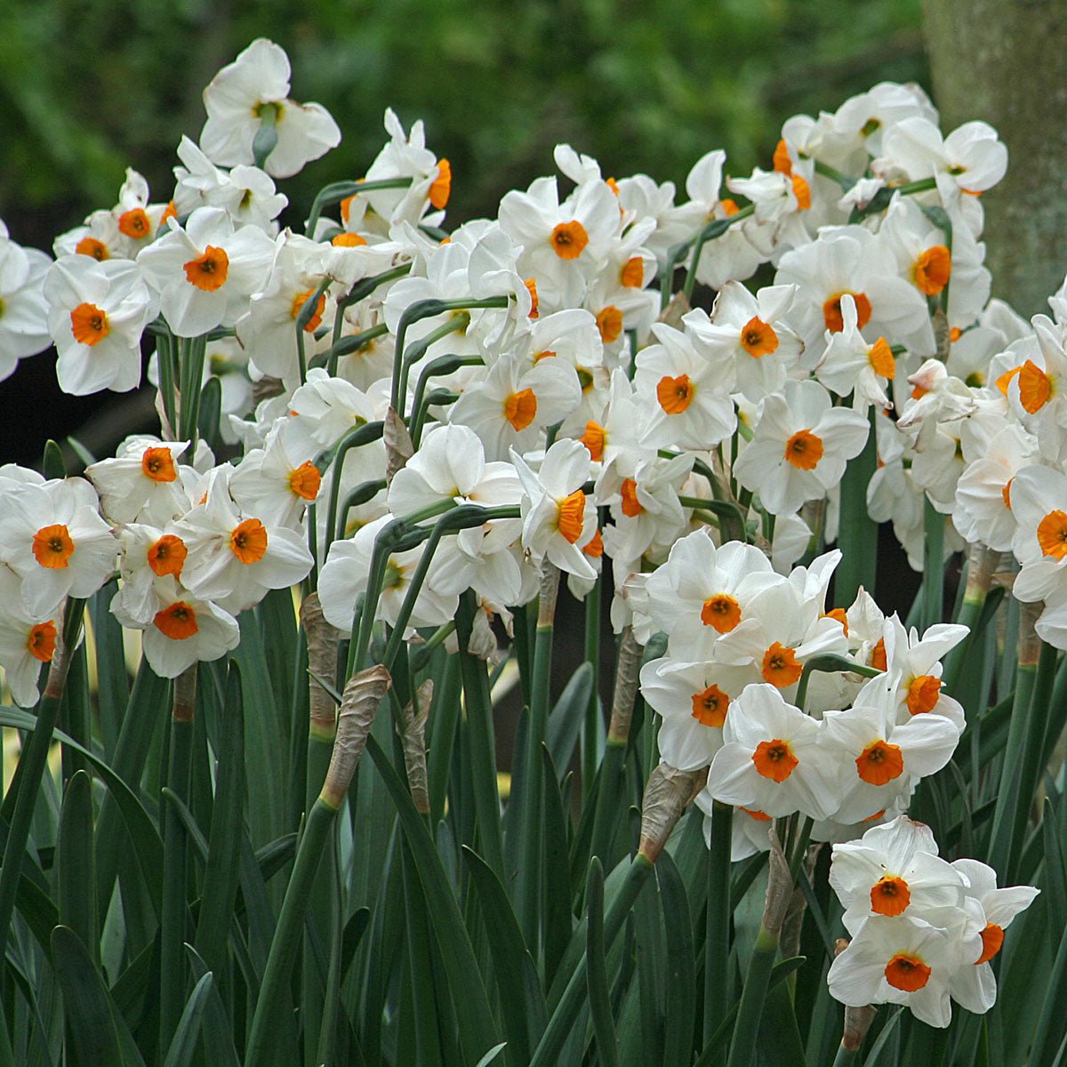 Geranium - Narcissus - Fluwel