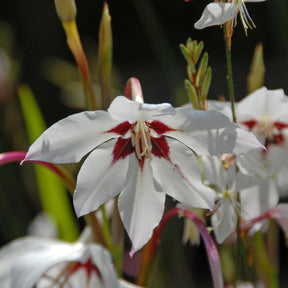 Gladiolus callianthus Murielae - Summer special bulbs - Fluwel