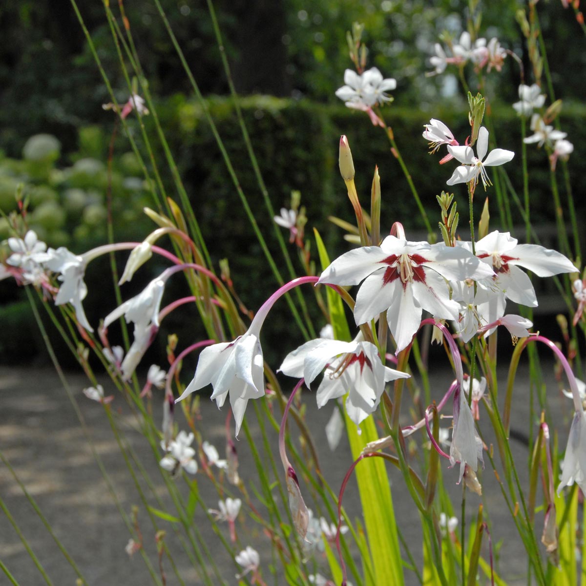 Gladiolus callianthus Murielae - Summer special bulbs - Fluwel