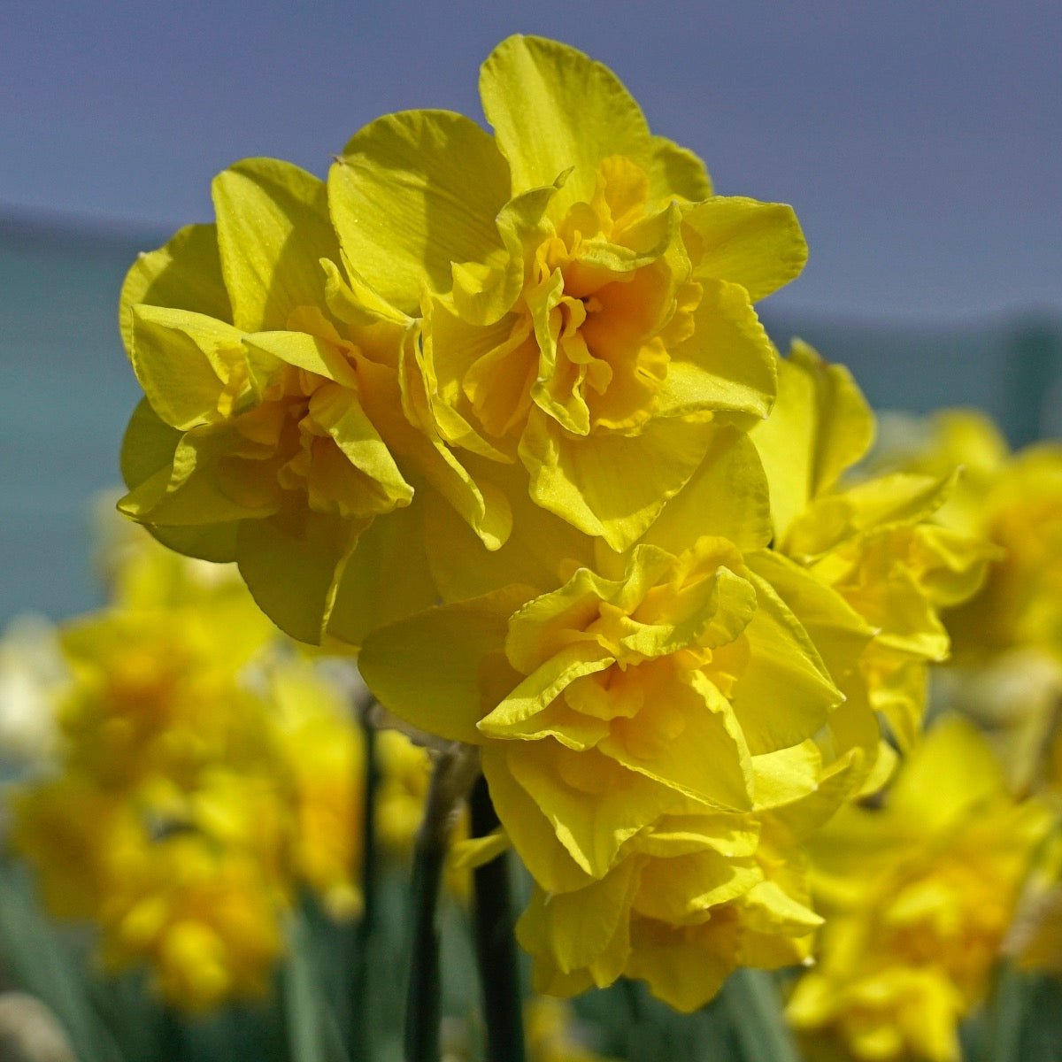 Golden Delicious - Narcissus - Fluwel