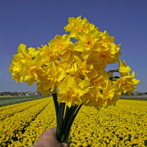 Golden Delicious - Narcissus - Fluwel