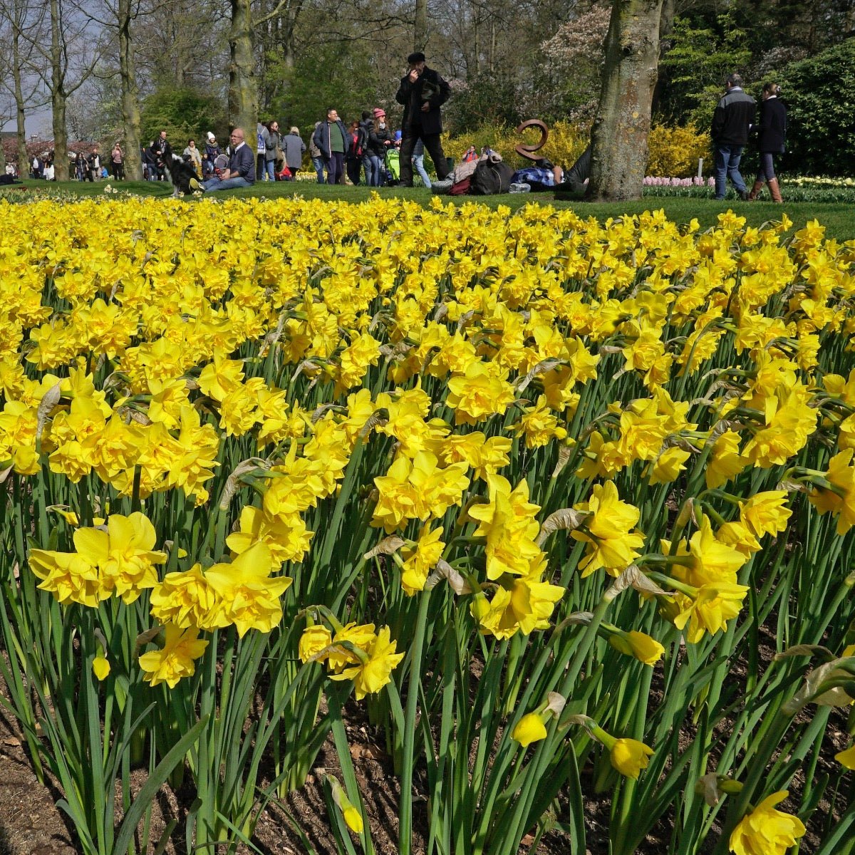 Golden Delicious - gele Double narcis - Fluwel