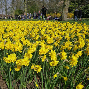 Golden Delicious - Narcissus - Fluwel