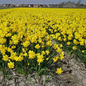 Golden Delicious - Narcissus - Fluwel