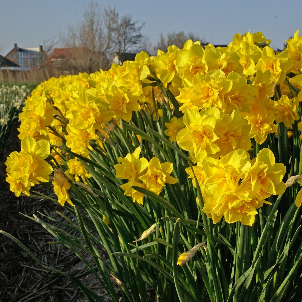Golden Delicious - gele Double narcis - Fluwel