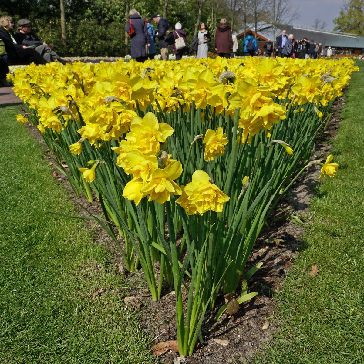 Golden Delicious - Narcissus - Fluwel