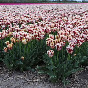 Grand Perfection - Tulips - Fluwel