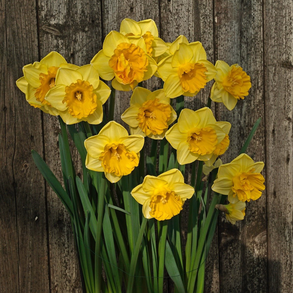 Gringo - gele narcis - Fluwel