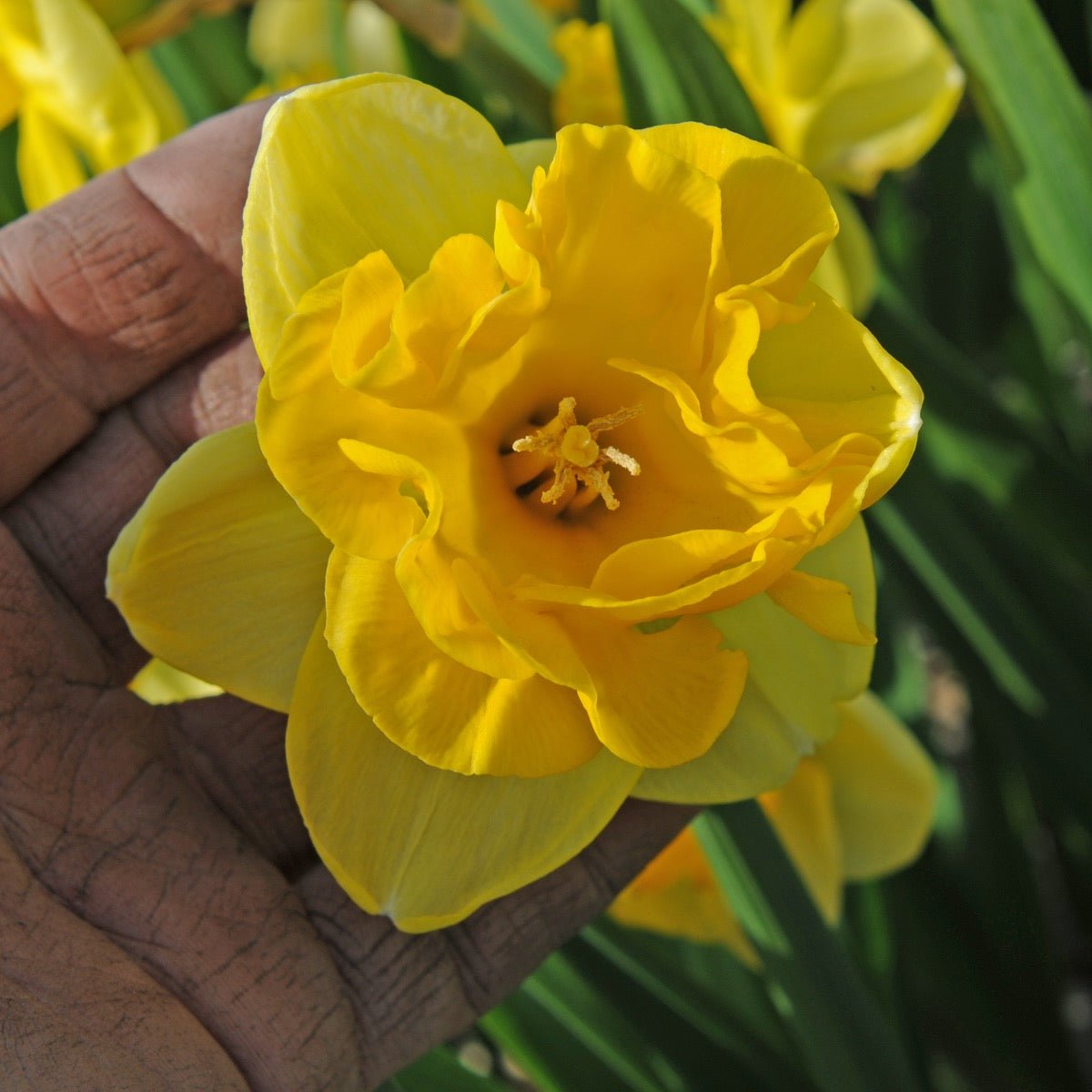 Gringo - gele narcis - Fluwel