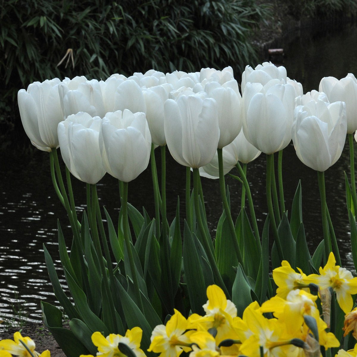 Hakuun - Tulips - Fluwel