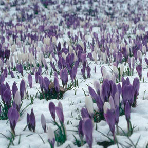 Hocus Crocus™ - Mixes - Fluwel