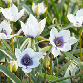 humilis Alba Coerulea Oculata - Tulips - Fluwel