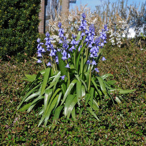 Hyacinthoides hispanica Excelsior - Spring specialty bulbs - Fluwel