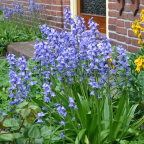 Hyacinthoides hispanica Excelsior - Spring specialty bulbs - Fluwel