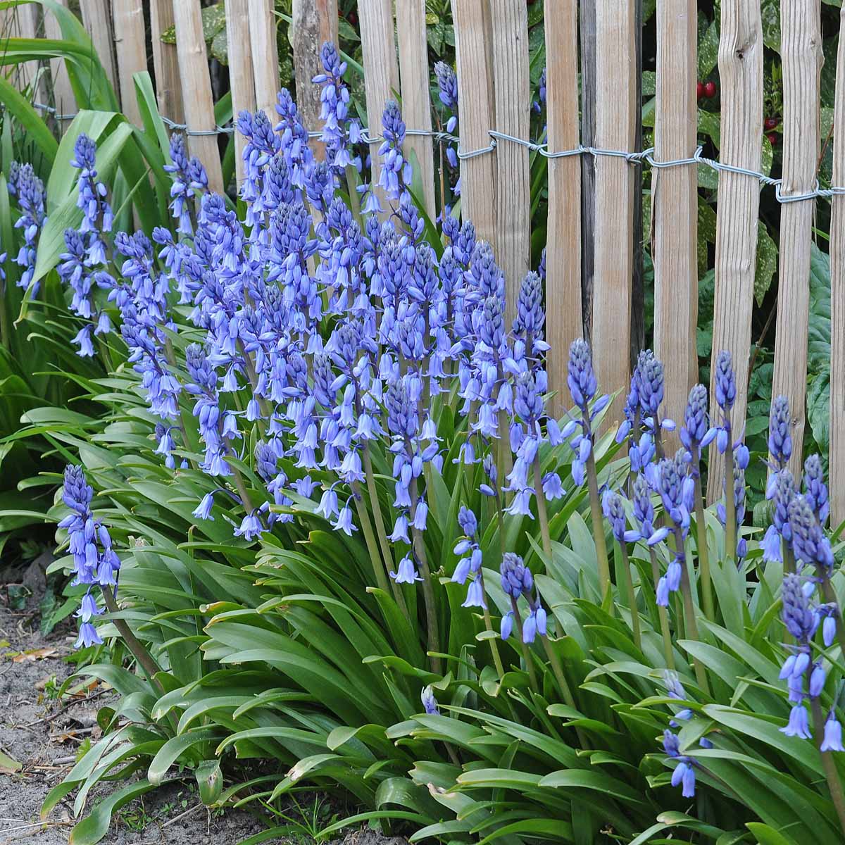 Hyacinthoides hispanica Excelsior - Spring specialty bulbs - Fluwel