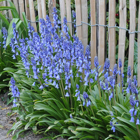 Hyacinthoides hispanica Excelsior - Spring specialty bulbs - Fluwel