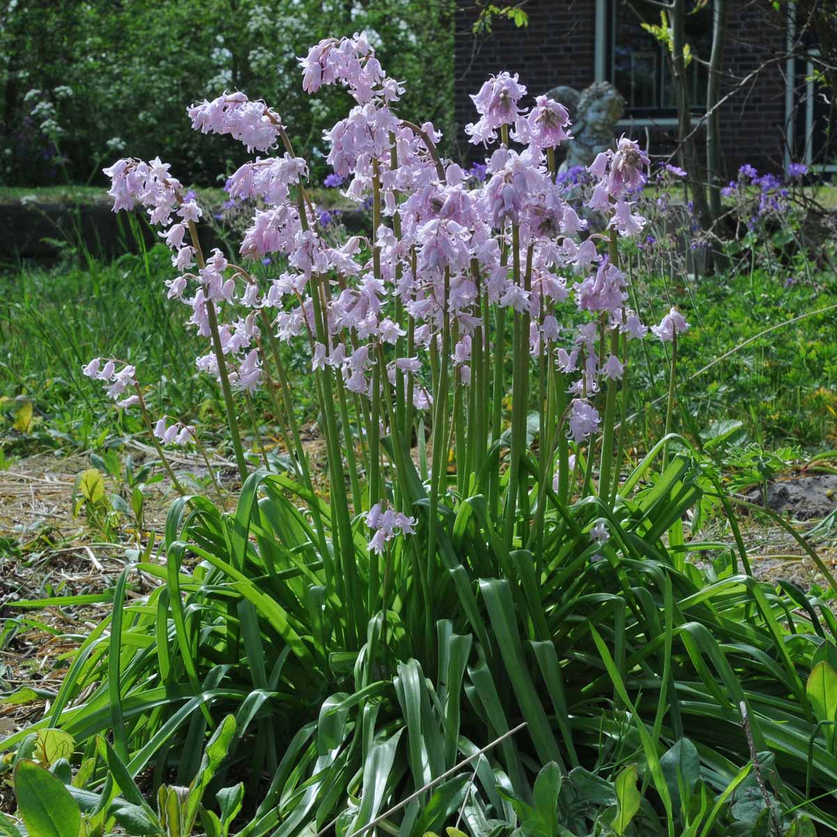 Hyacinthoides hispanica Rose Queen - Spring specialty bulbs - Fluwel