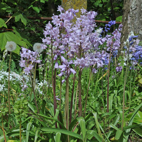 Hyacinthoides hispanica Rose Queen - Spring specialty bulbs - Fluwel