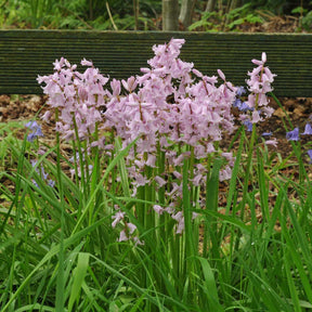 Hyacinthoides hispanica Rose Queen - Spring specialty bulbs - Fluwel