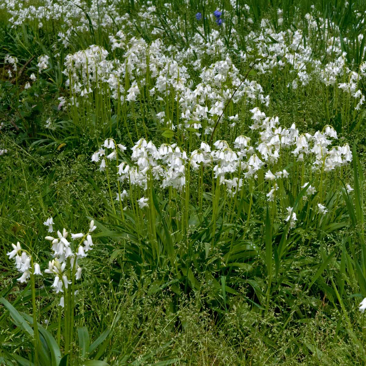 Hyacinthoides hispanica White City - witte hyacinthoides - Fluwel