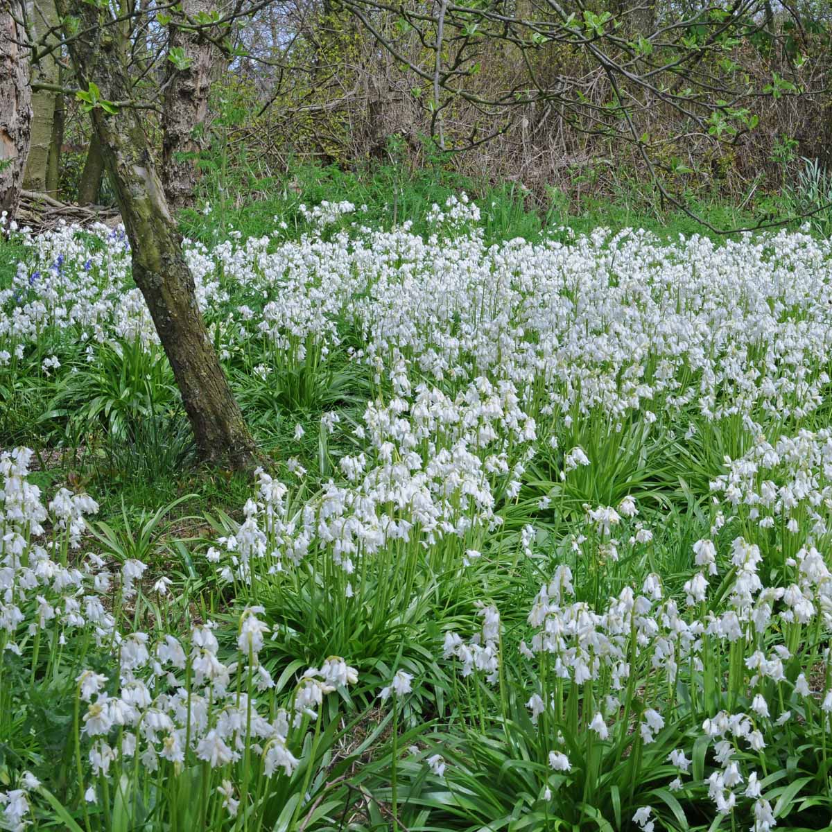 Hyacinthoides hispanica White City - witte hyacinthoides - Fluwel