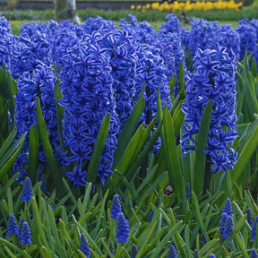 Hyacinthus Blue Jacket - Hyacinths - Fluwel