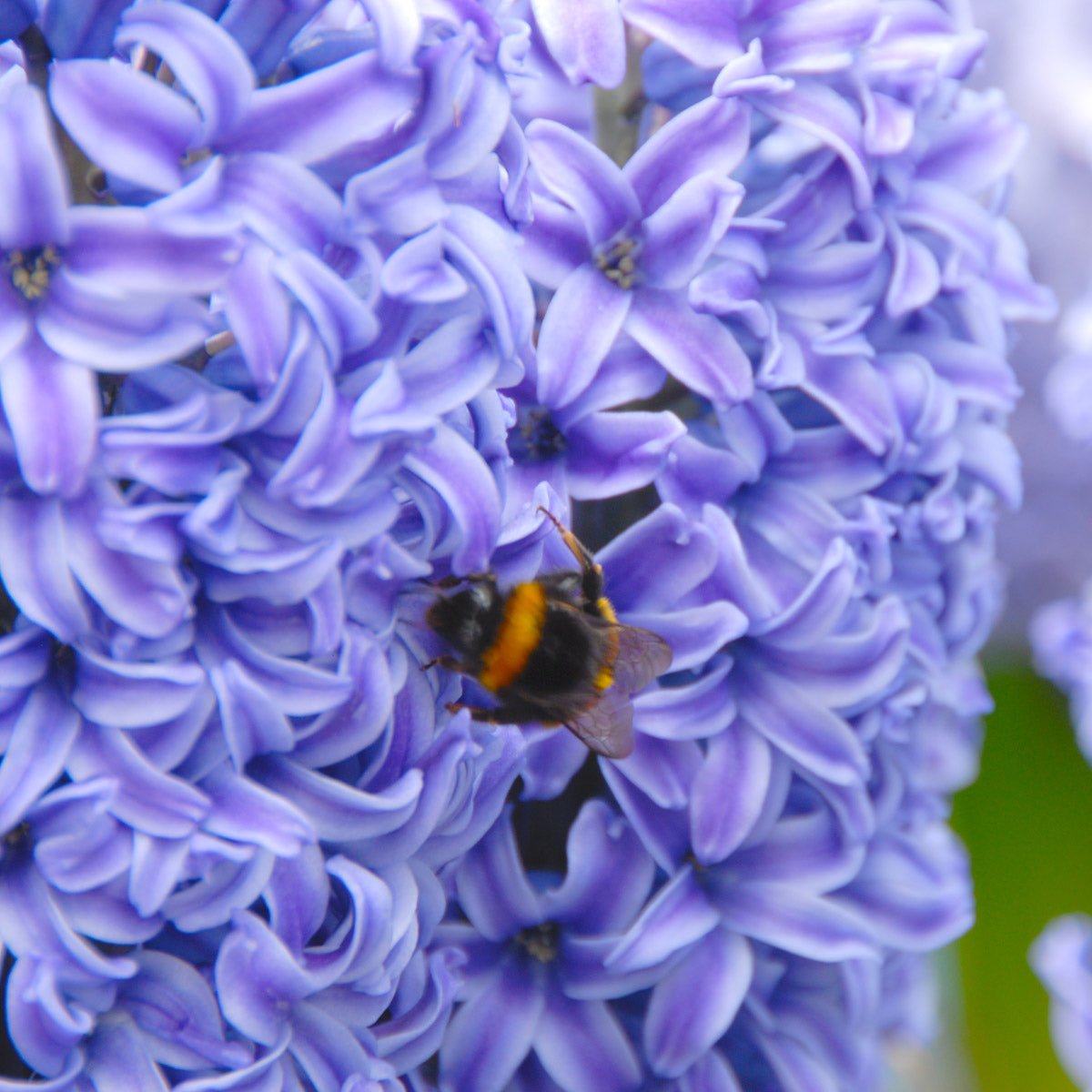 Hyacinthus Blue Jacket - blauwe hyacint - Fluwel