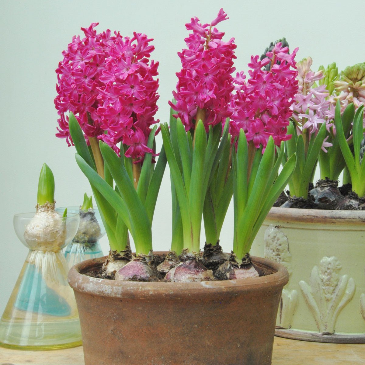 Hyacinthus Jan Bos - rode hyacint - Fluwel