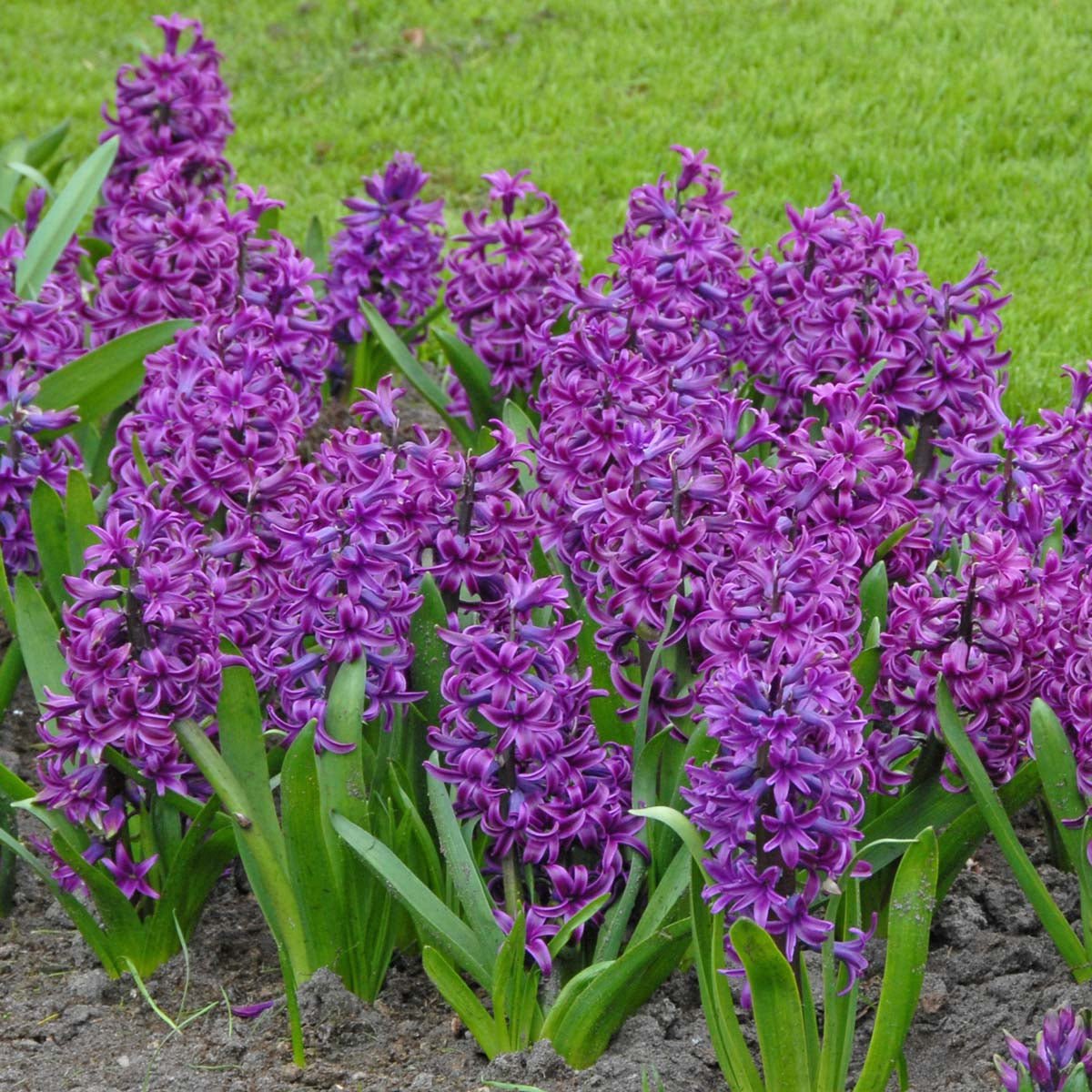 Hyacinthus Purple Sensation - paarse hyacint - Fluwel
