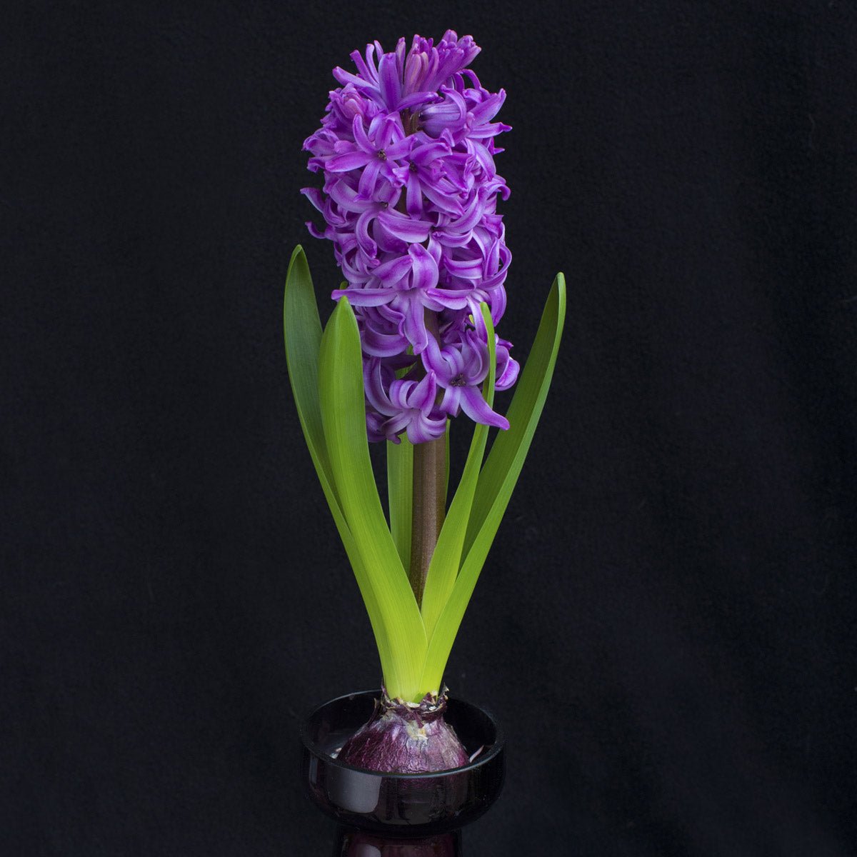 Hyacinthus Purple Sensation - paarse hyacint - Fluwel