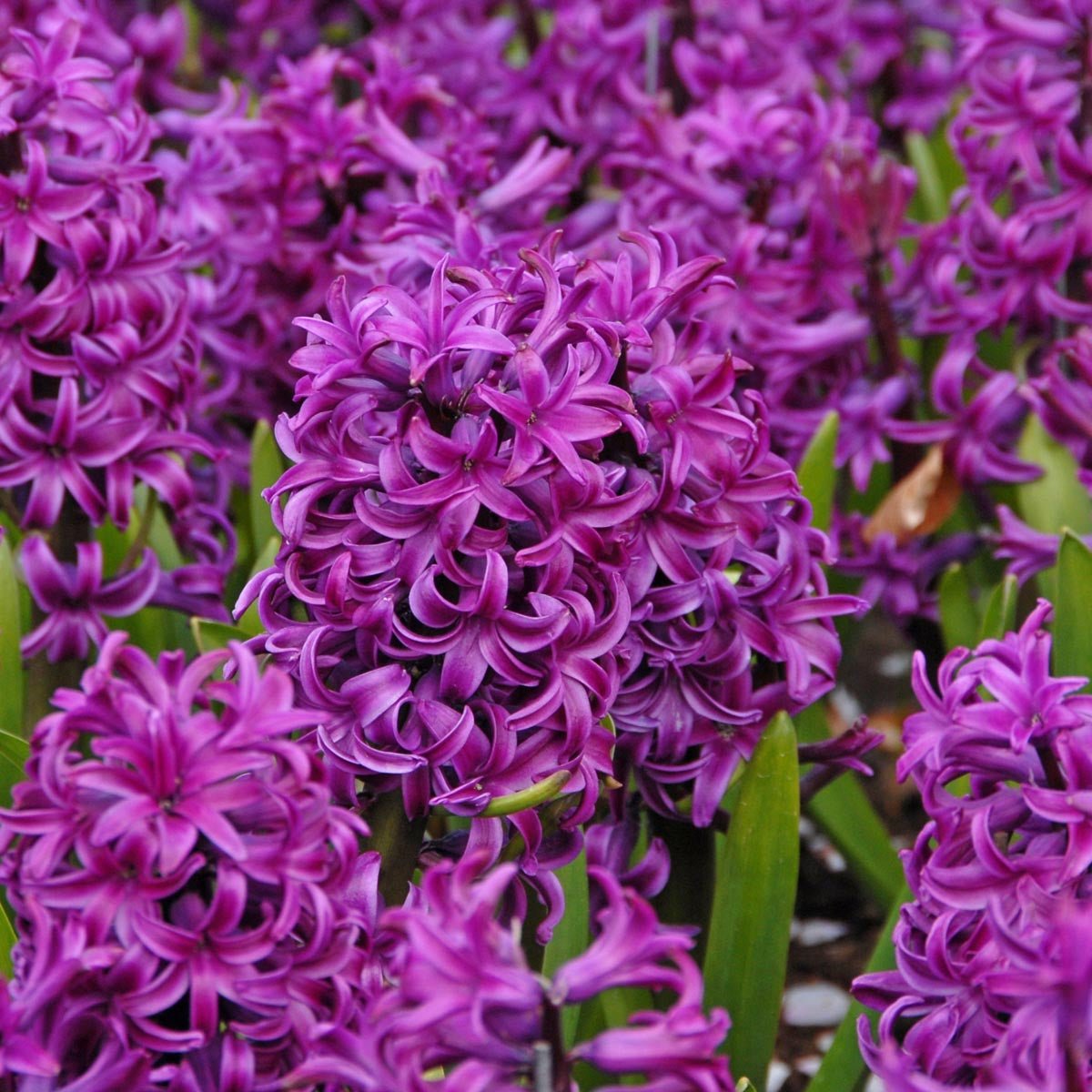 Hyacinthus Purple Sensation - Hyacinths - Fluwel