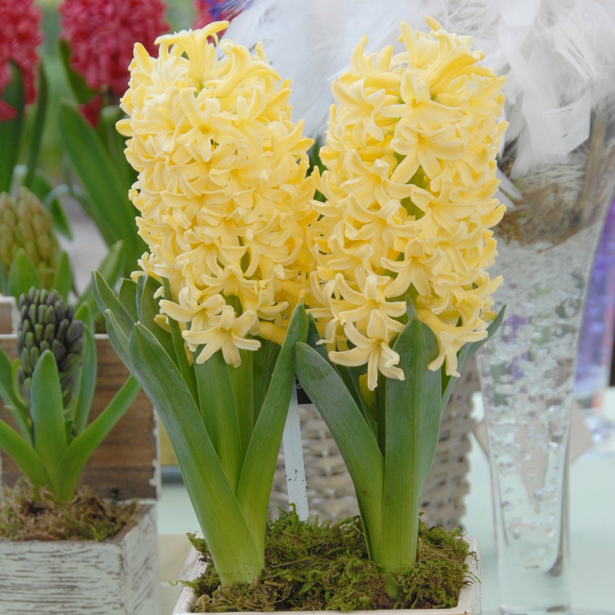 Hyacinthus Yellowstone - gele hyacint - Fluwel
