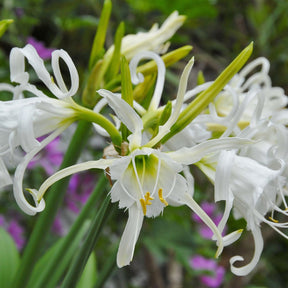 Hymenocallis festalis Zwanenburg - Summer special bulbs - Fluwel