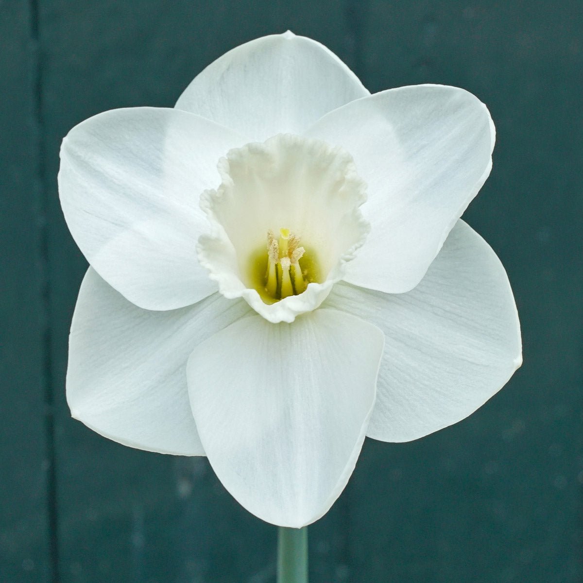 I Love You - witte Large-cupped narcis - Fluwel