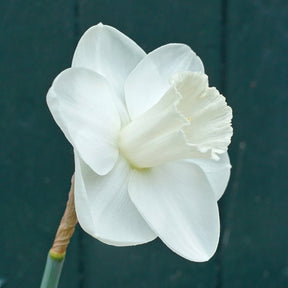 I Love You - Special Narcissus - Fluwel