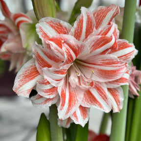 Amaryllis Dancing Queen