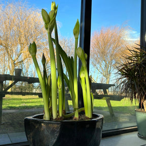 Amaryllis kransje