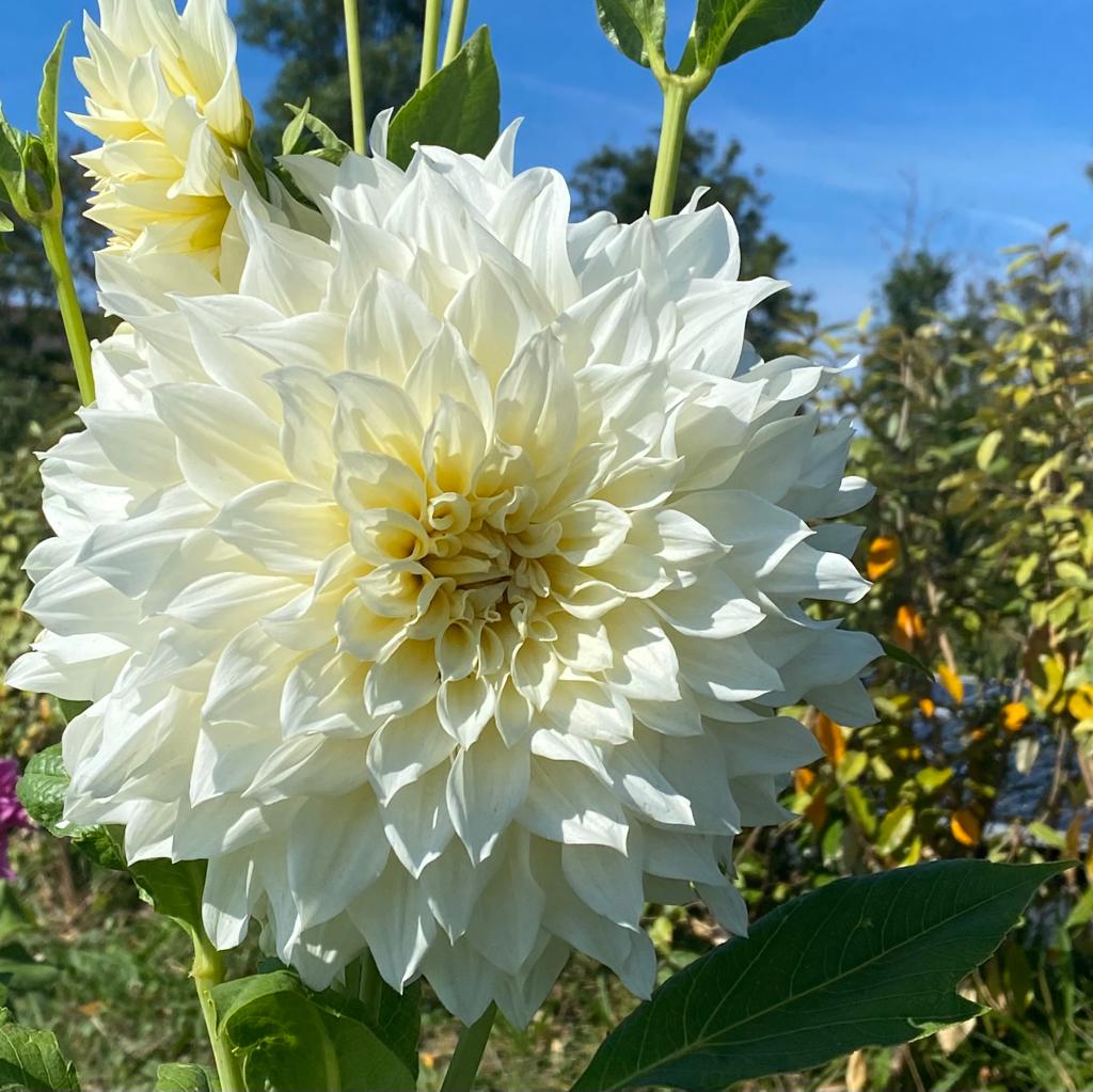 Dahlia Café au Lait Supreme